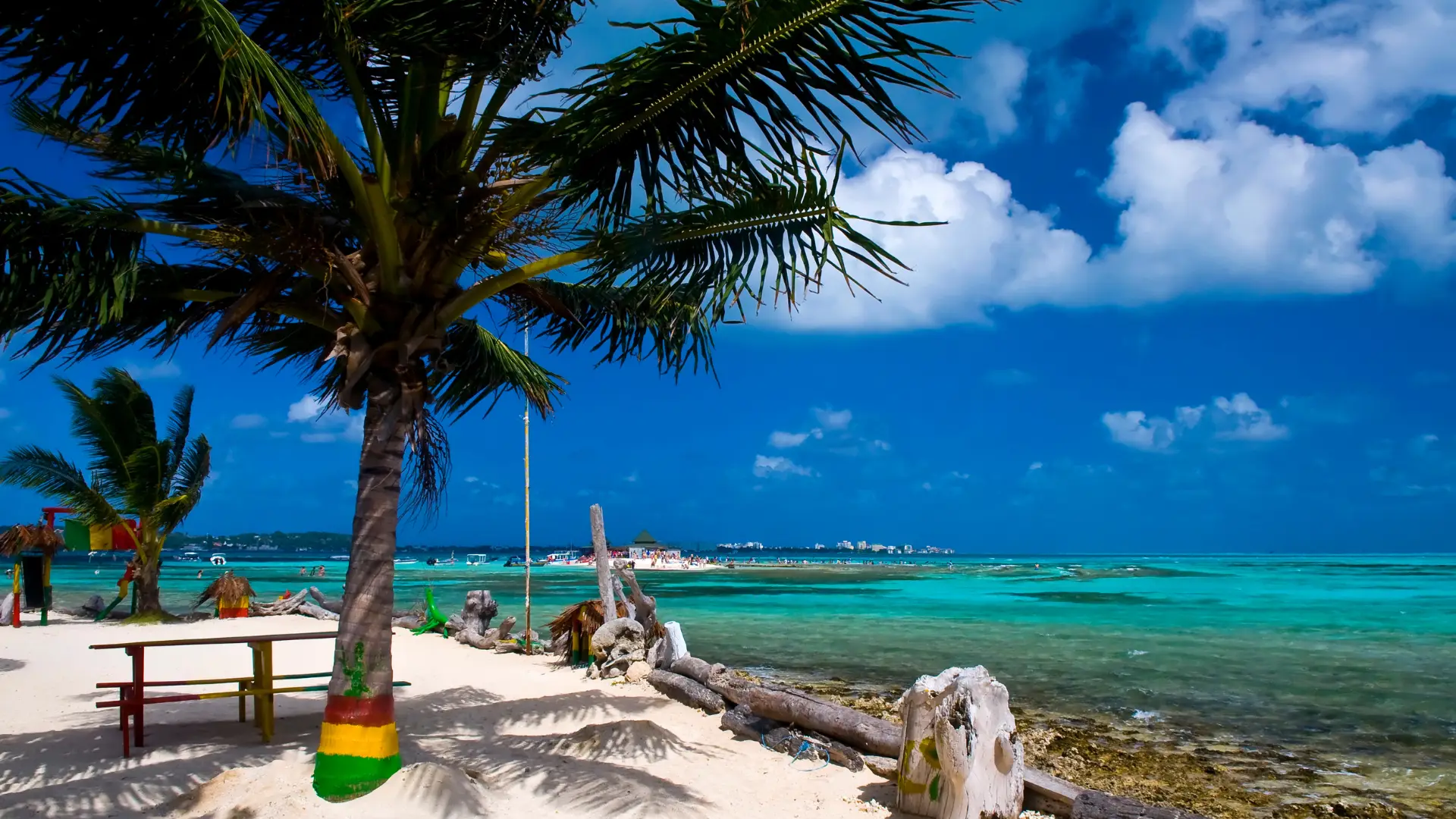 Palmera frente al mar de siete colores en San Andrés